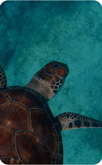 Preservamos a natureza com práticas sustentáveis: valorizamos a restinga, reduzimos plástico e incentivamos a conscientização ambiental com hóspedes e a comunidade.